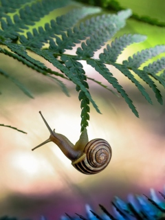 Das Little Snail Wallpaper 240x320