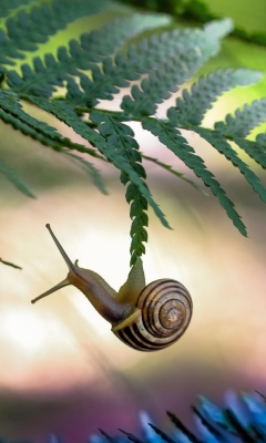 Screenshot №1 pro téma Little Snail 240x400