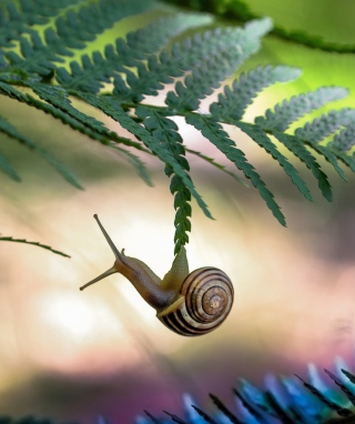 Little Snail - Obrázkek zdarma pro iPhone 5