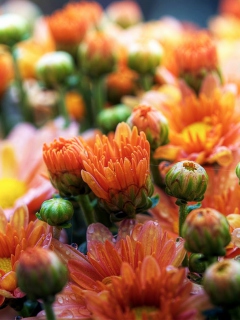 Sfondi Cute Orange Daisies 240x320