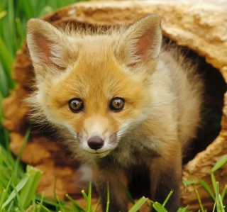 Baby Fox - Obrázkek zdarma pro iPad