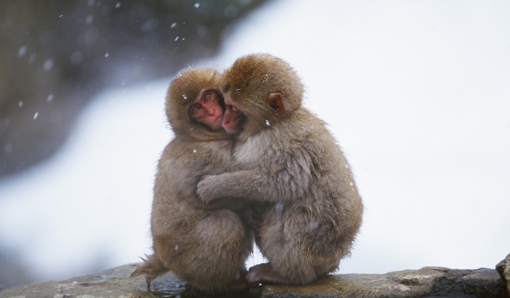 Screenshot №1 pro téma Monkey Love 1024x600