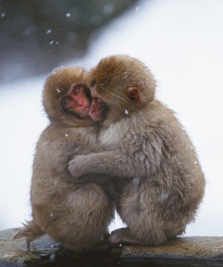Monkey Love - Obrázkek zdarma pro Nokia C2-02
