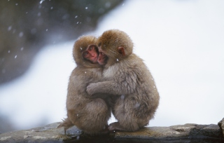 Monkey Love Background for Android, iPhone and iPad