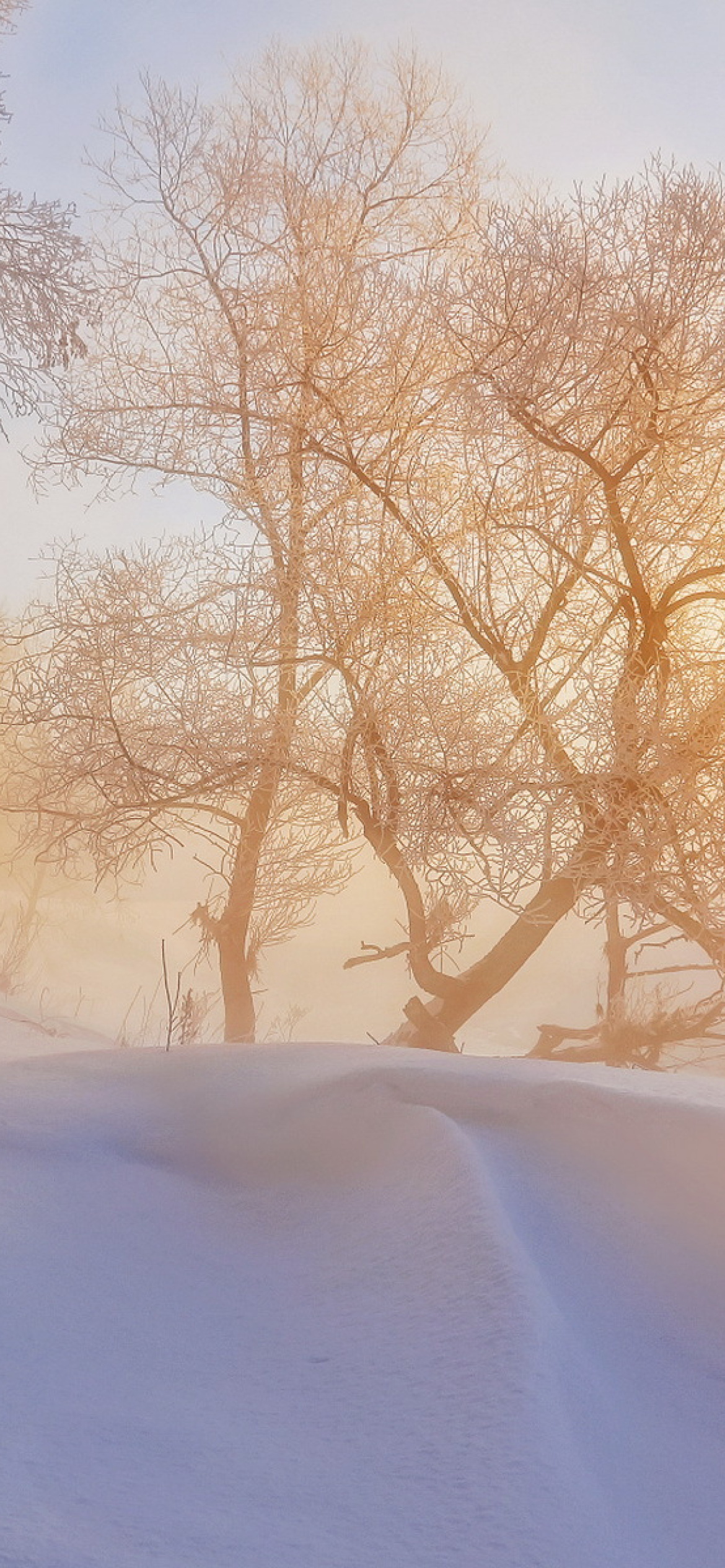 Screenshot №1 pro téma Morning in winter forest 1170x2532