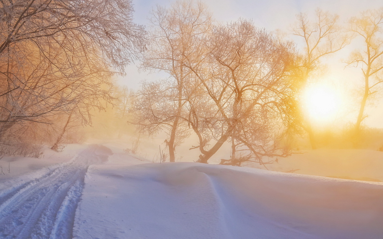 Morning in winter forest wallpaper 1280x800