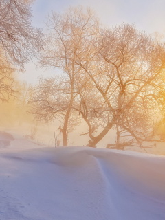 Обои Morning in winter forest 240x320