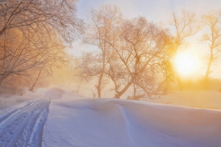 Morning in winter forest - Obrázkek zdarma pro Nokia Asha 201