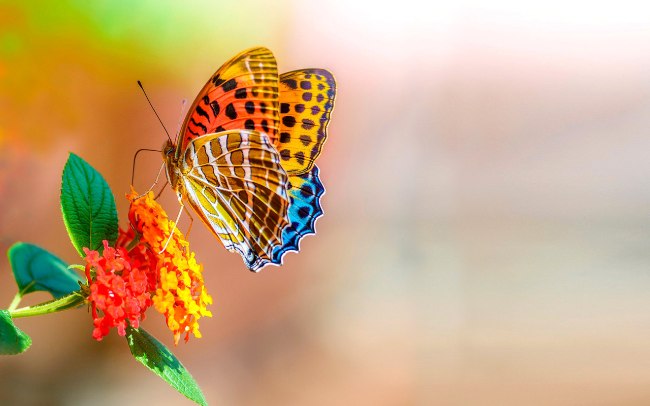 Sfondi Colorful Animated Butterfly 1280x800