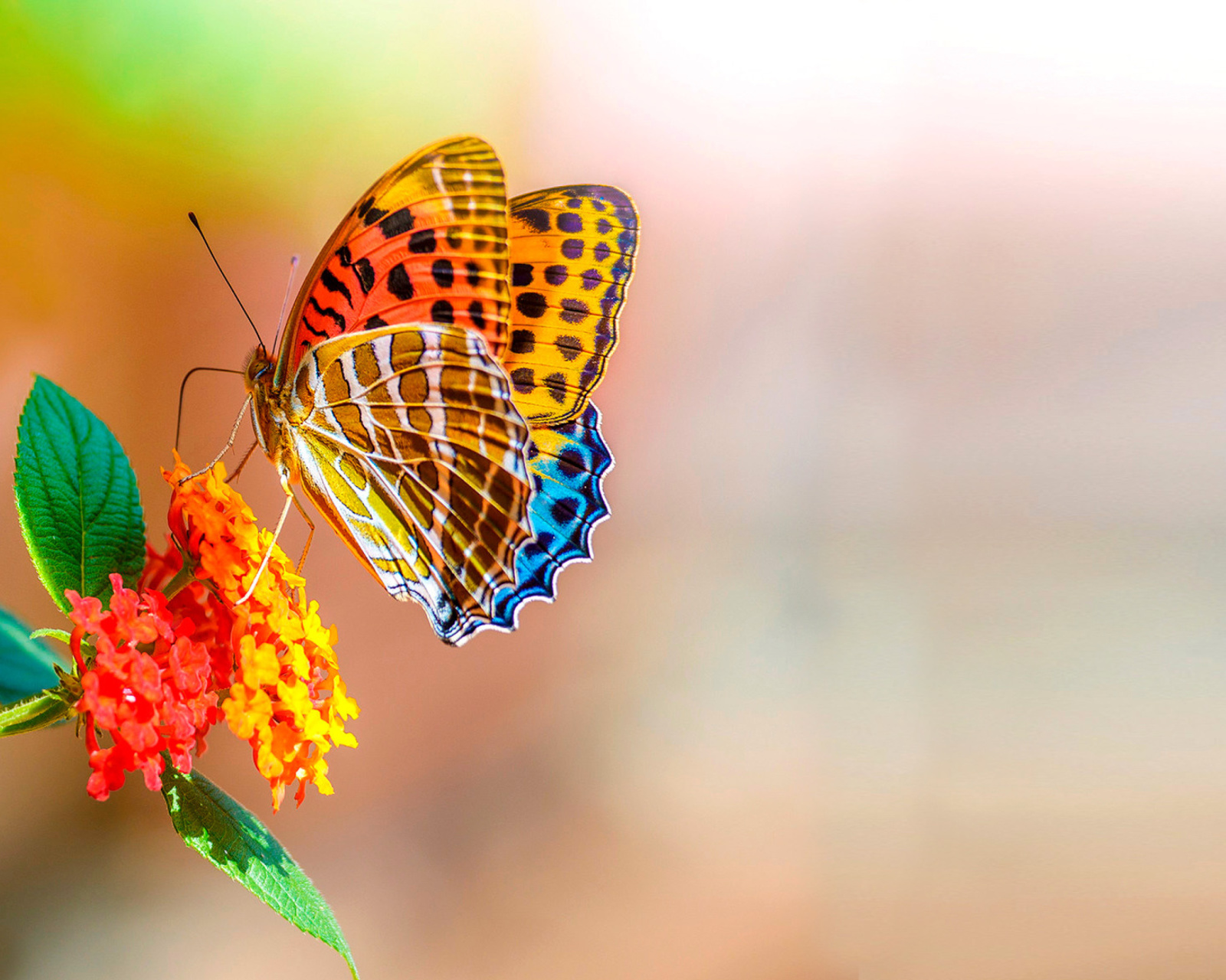 Обои Colorful Animated Butterfly 1600x1280