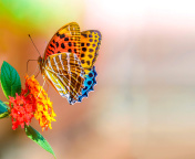 Screenshot №1 pro téma Colorful Animated Butterfly 176x144
