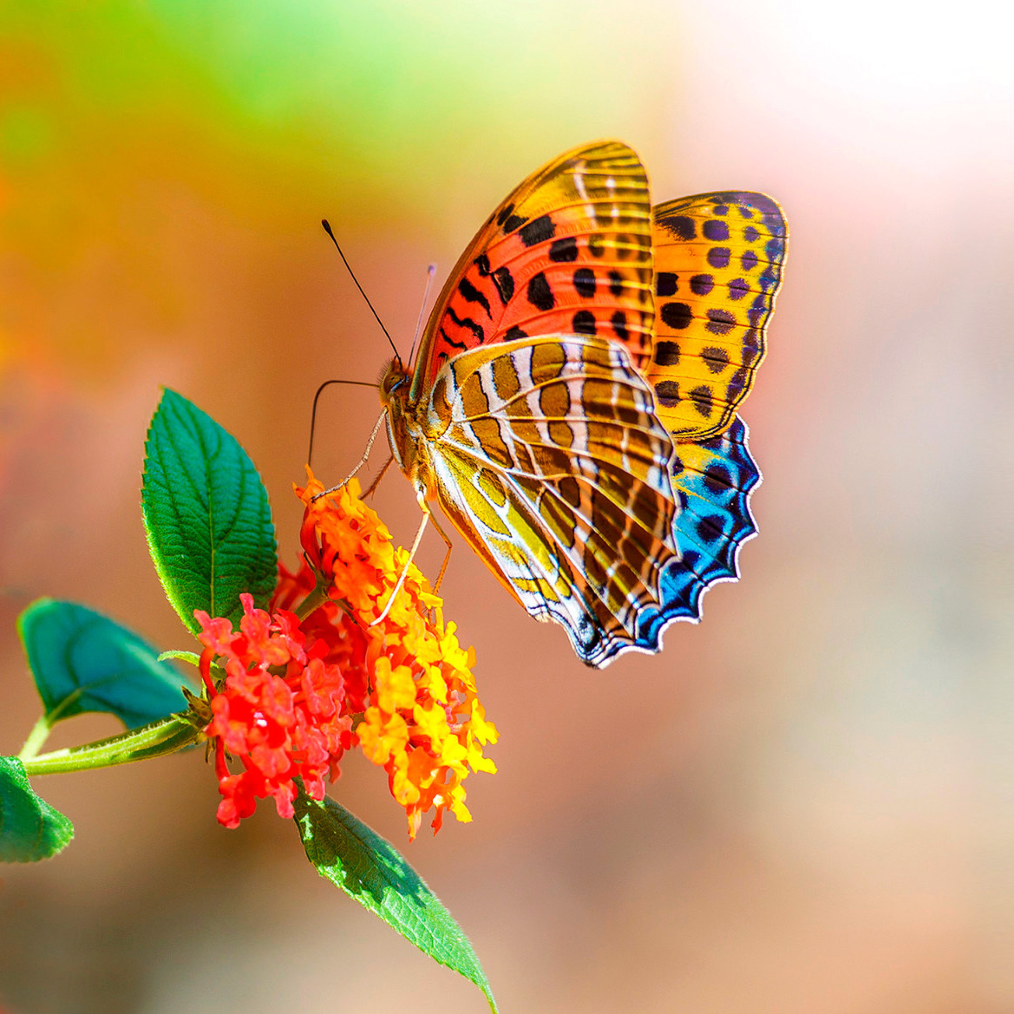 Das Colorful Animated Butterfly Wallpaper 2048x2048