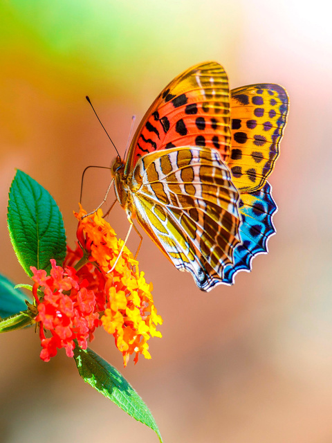 Das Colorful Animated Butterfly Wallpaper 480x640