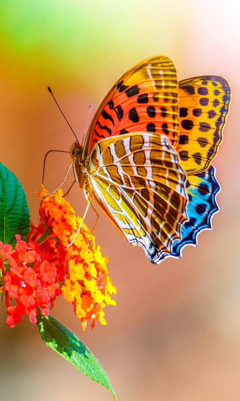 Das Colorful Animated Butterfly Wallpaper 480x800