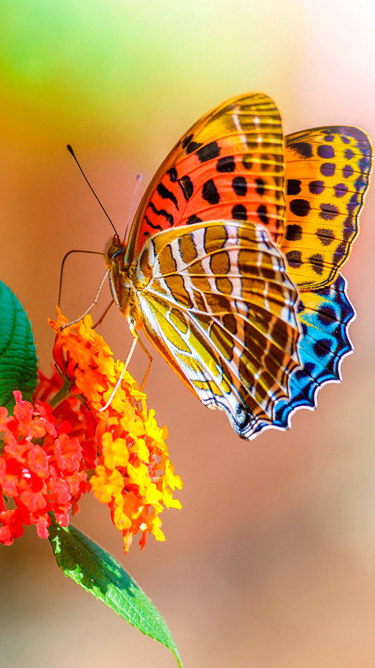 Das Colorful Animated Butterfly Wallpaper 750x1334