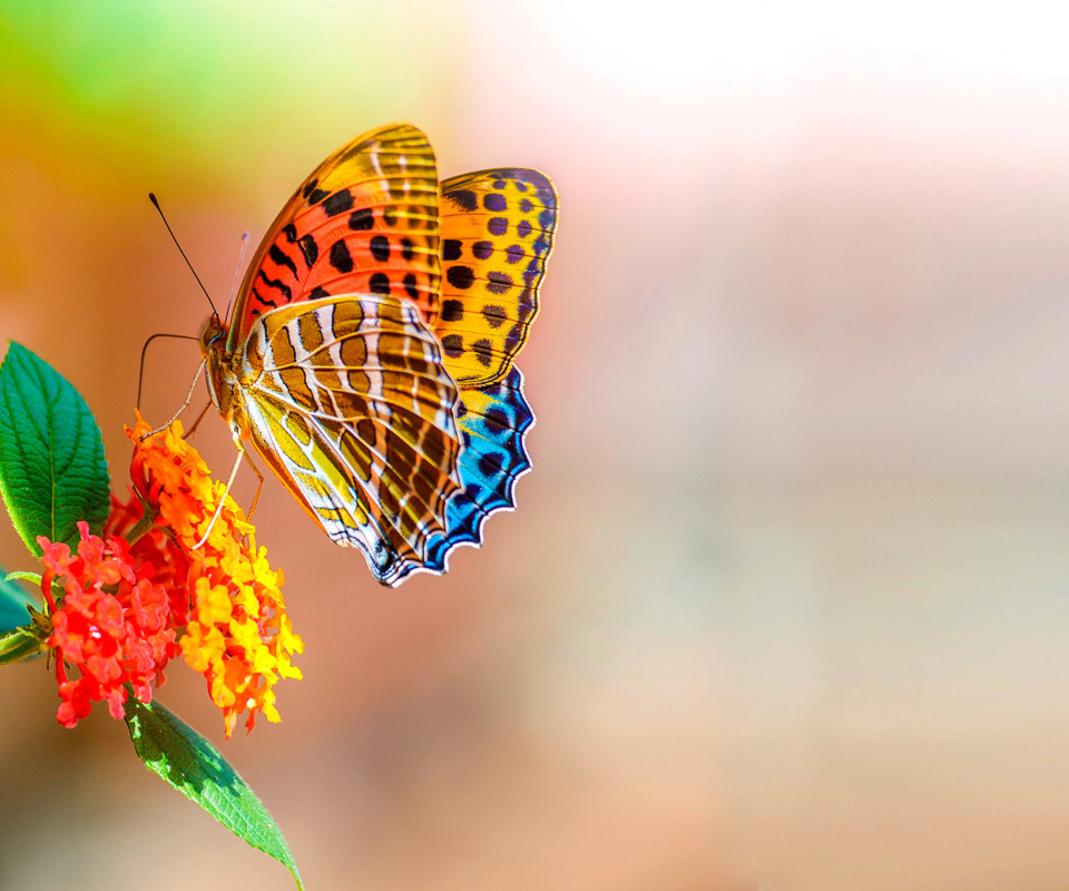 Обои Colorful Animated Butterfly 960x800