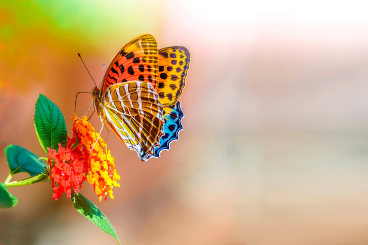 Colorful Animated Butterfly wallpaper