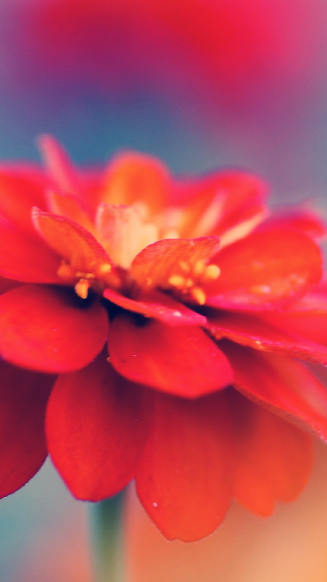Screenshot №1 pro téma Red Flower Macro 1080x1920