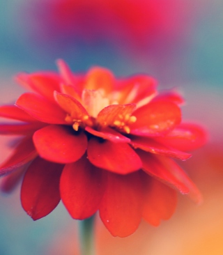 Red Flower Macro - Obrázkek zdarma pro 360x640
