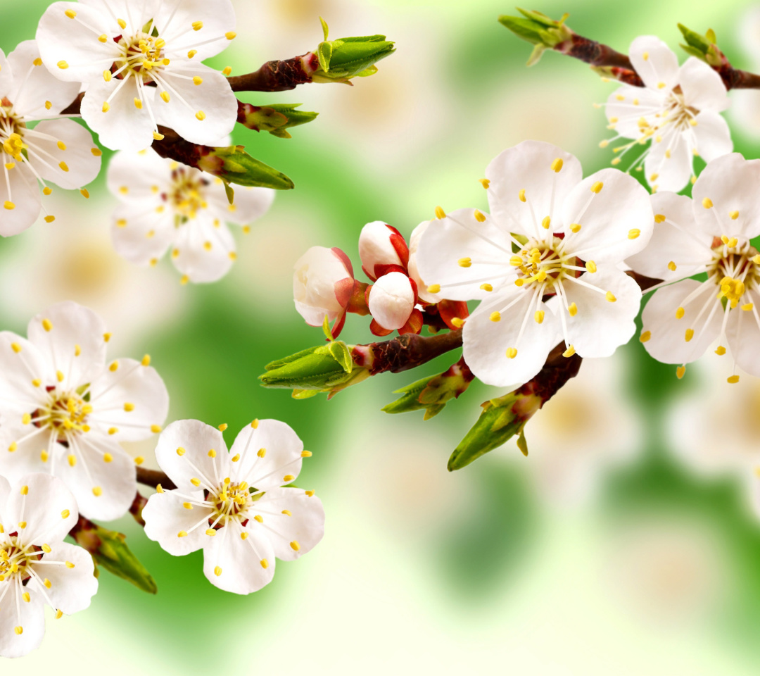 Spring Apple Tree wallpaper 1080x960