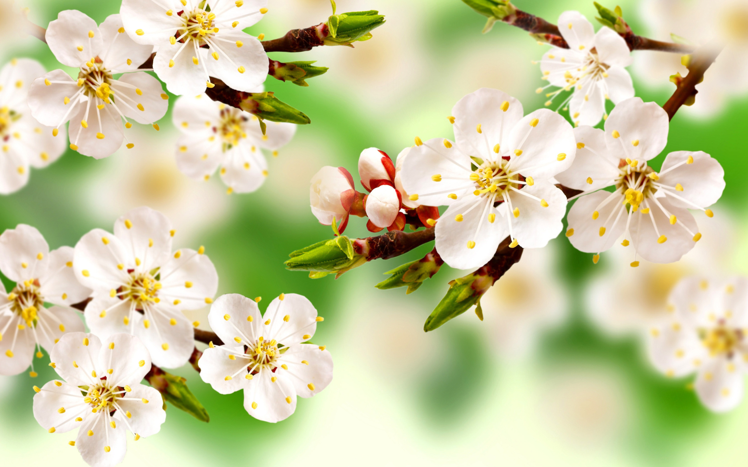 Spring Apple Tree screenshot #1 2560x1600
