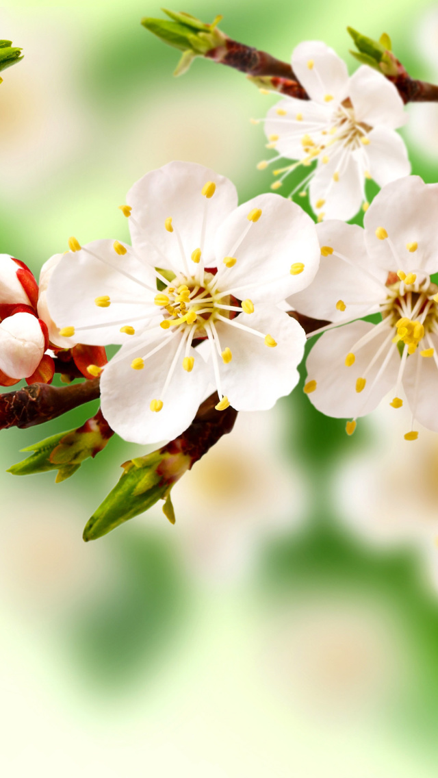 Spring Apple Tree wallpaper 640x1136