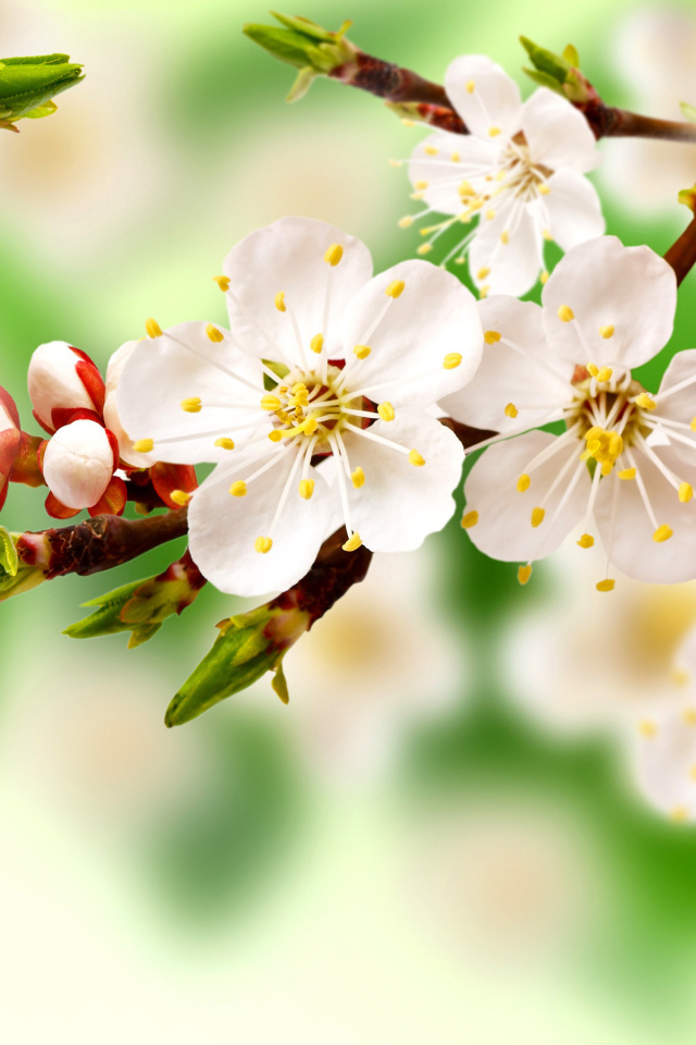 Fondo de pantalla Spring Apple Tree 640x960