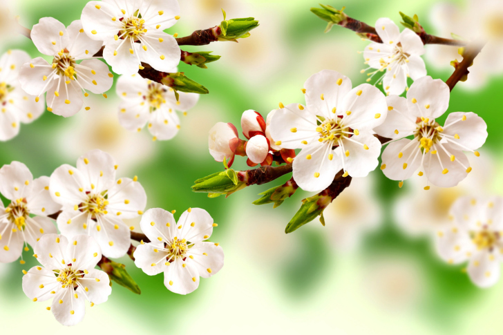 Das Spring Apple Tree Wallpaper