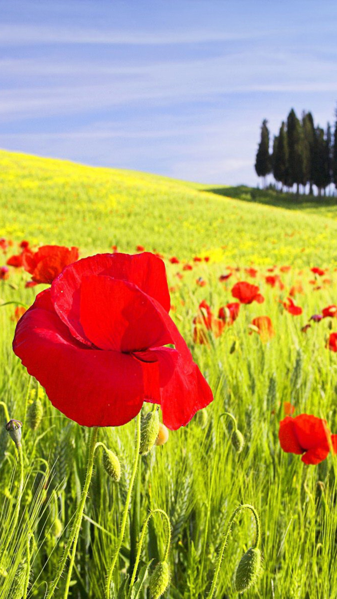 Screenshot №1 pro téma Red Poppy Field 1080x1920