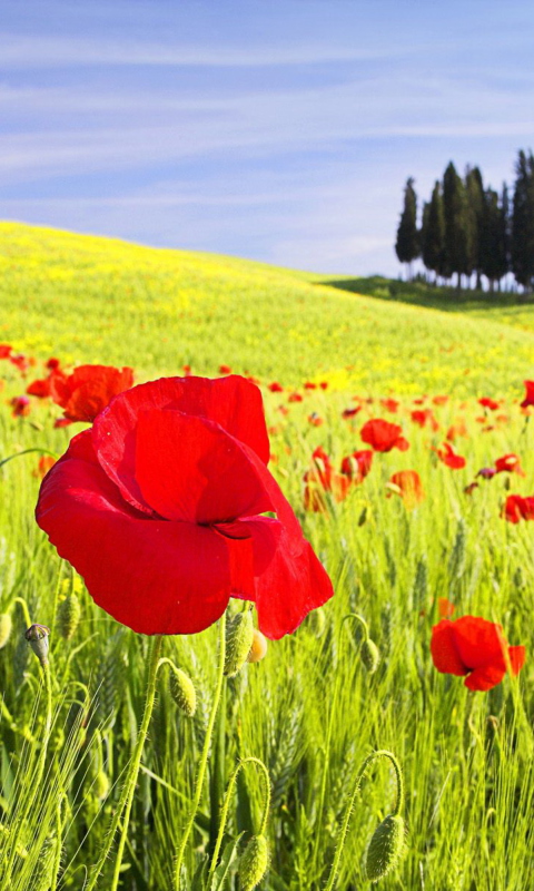 Screenshot №1 pro téma Red Poppy Field 480x800