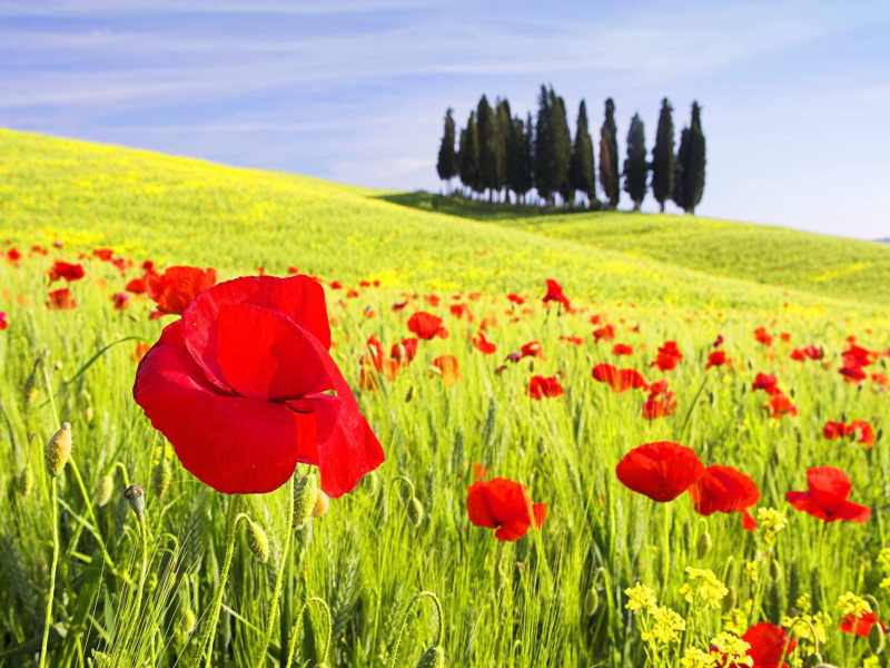 Screenshot №1 pro téma Red Poppy Field 800x600