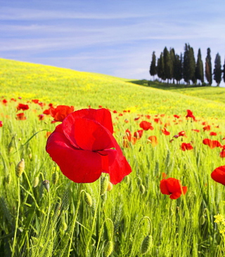 Red Poppy Field - Obrázkek zdarma pro 480x800