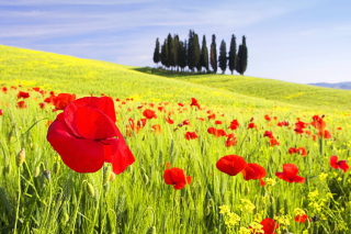 Red Poppy Field - Obrázkek zdarma 