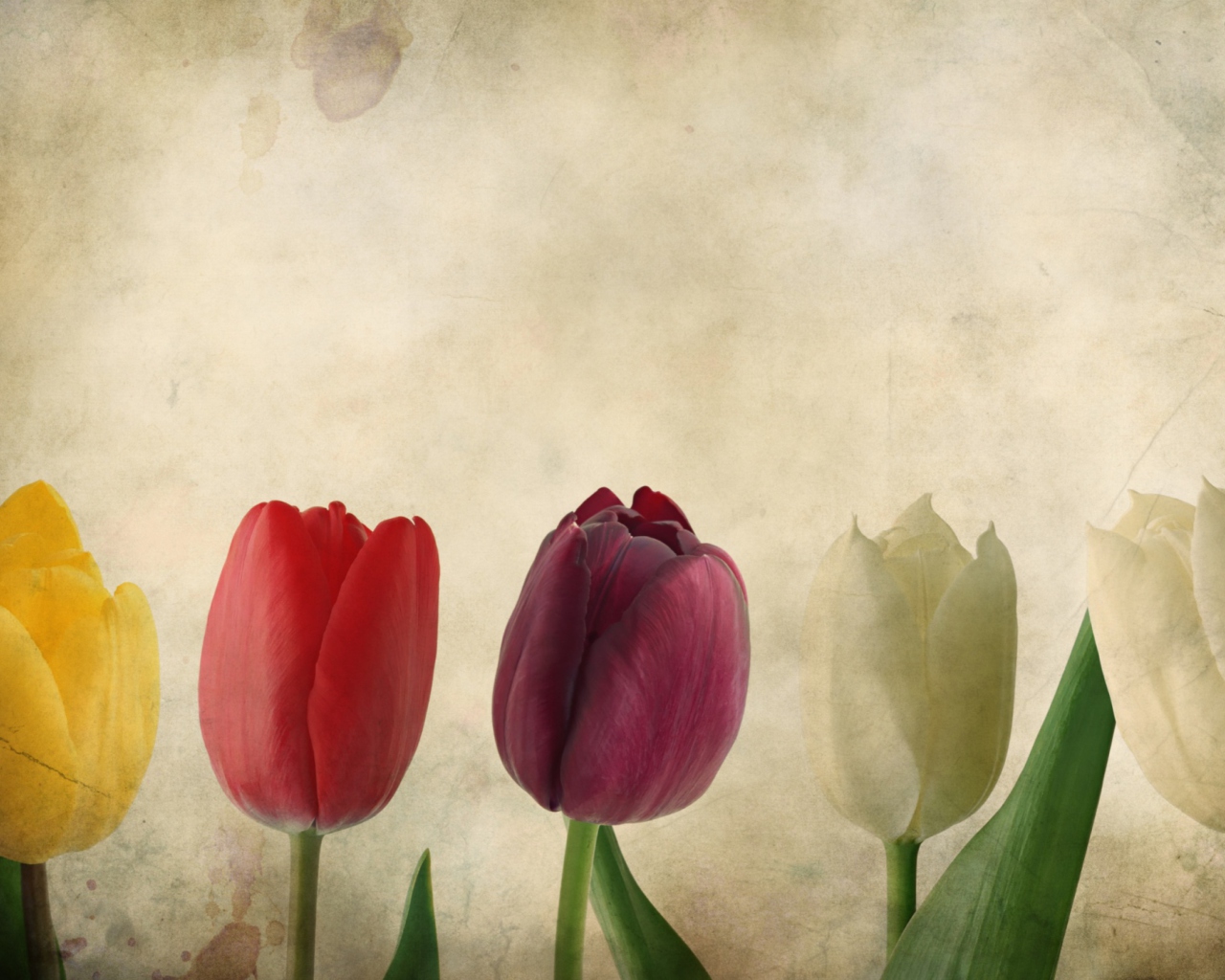 Das Tulips Vintage Wallpaper 1280x1024