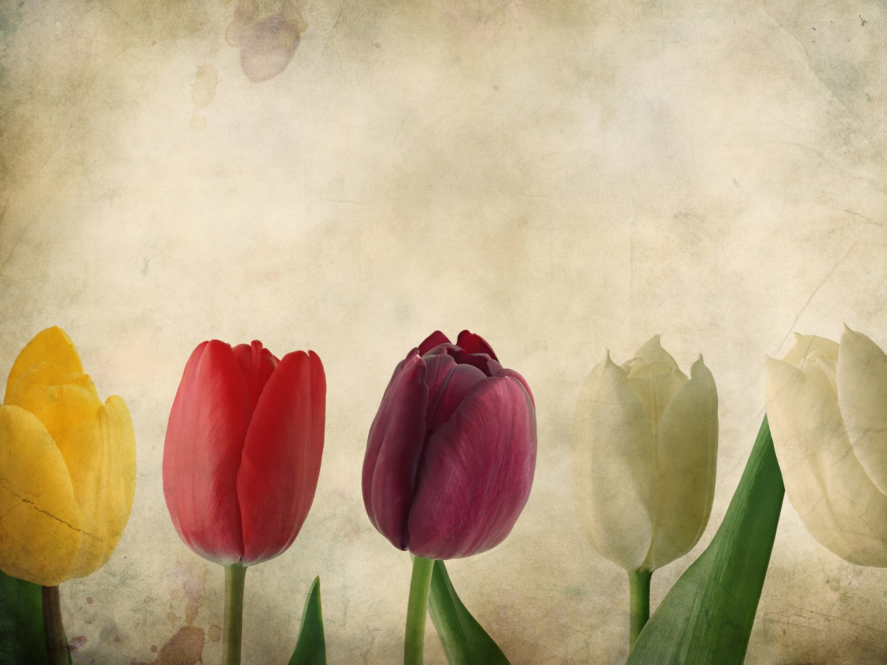 Das Tulips Vintage Wallpaper 1280x960