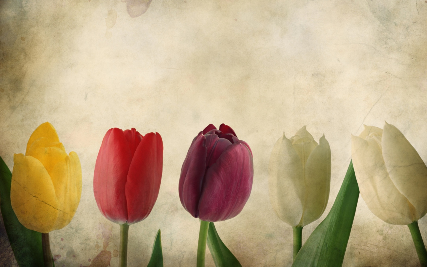Tulips Vintage wallpaper 1440x900