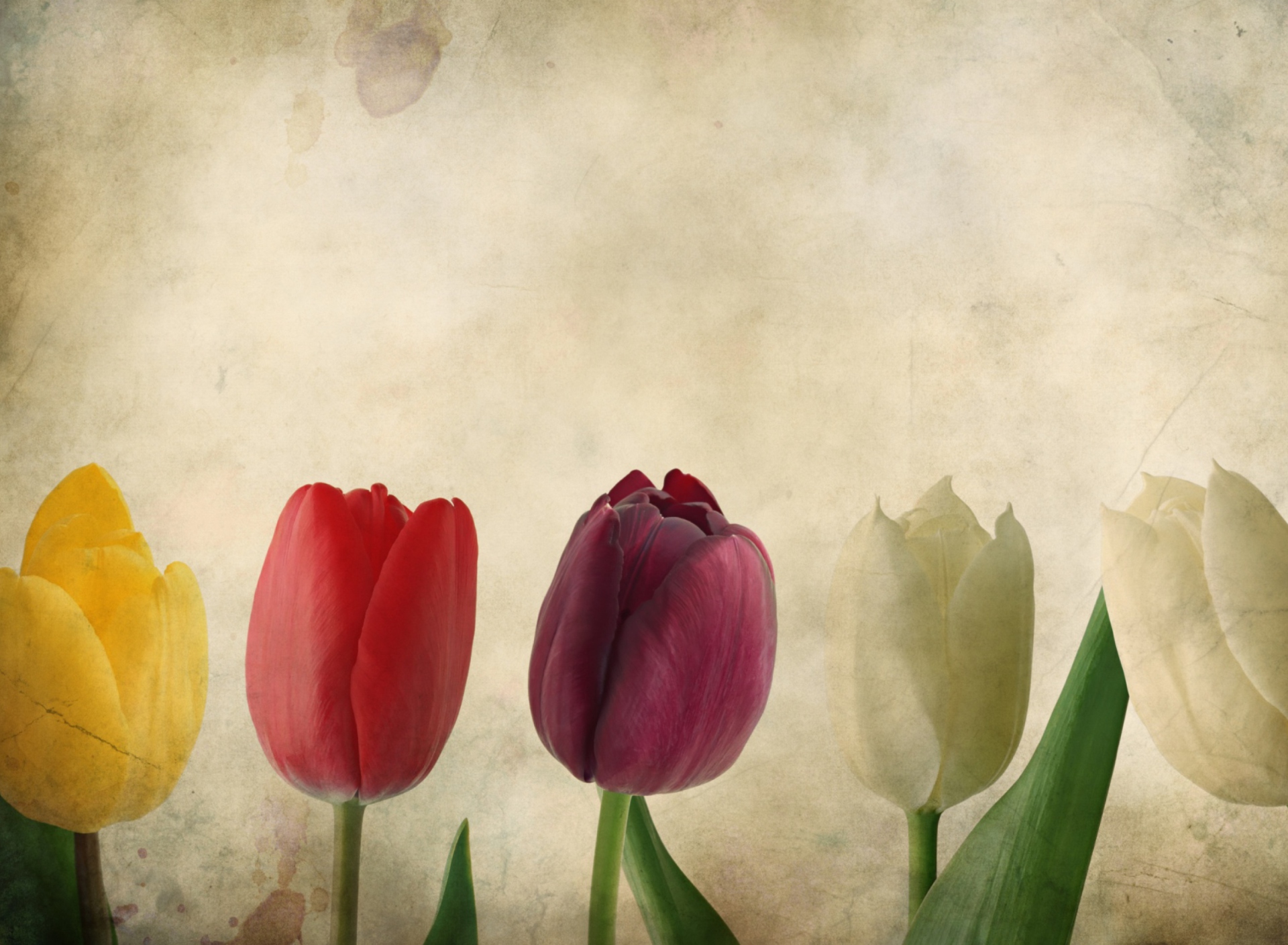 Screenshot №1 pro téma Tulips Vintage 1920x1408