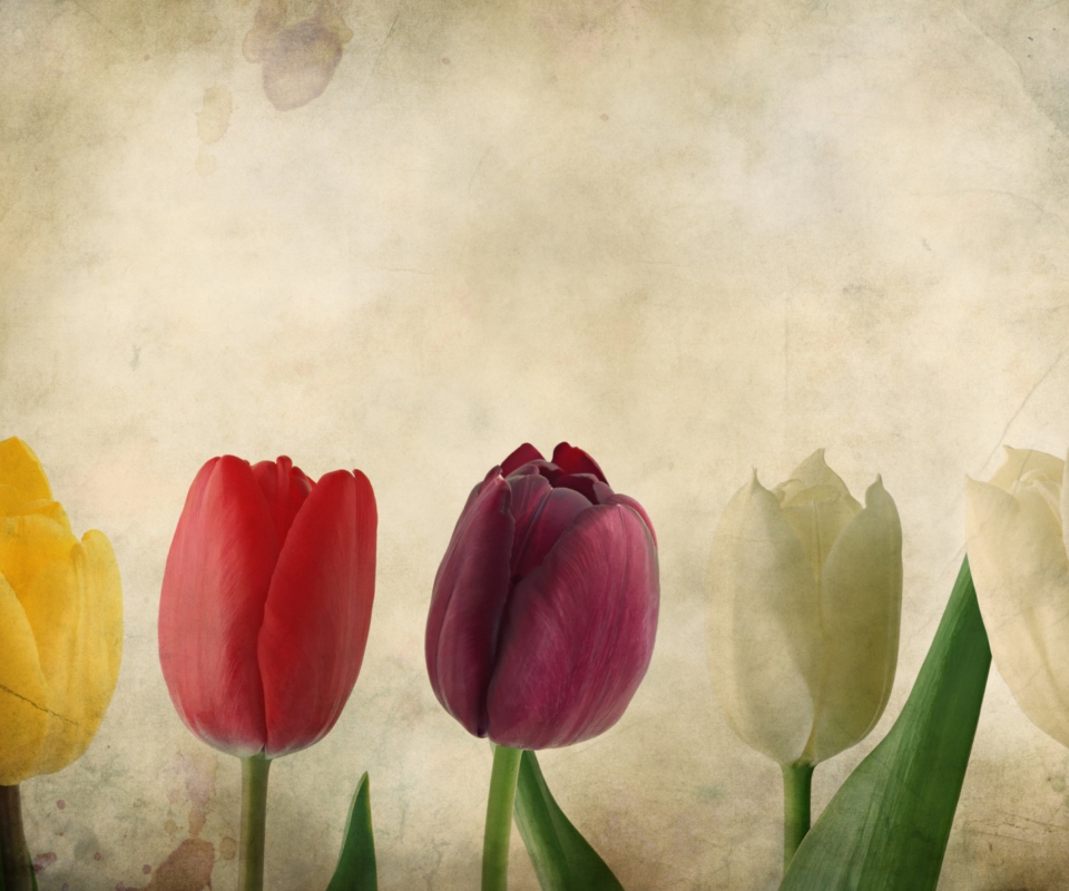 Fondo de pantalla Tulips Vintage 960x800