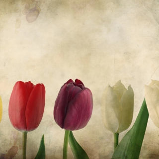 Tulips Vintage - Obrázkek zdarma pro 1024x1024