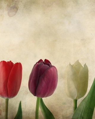 Tulips Vintage - Obrázkek zdarma pro 132x176