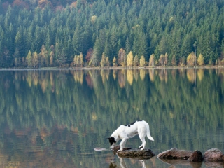 Dog Drinking Water From Lake wallpaper 320x240