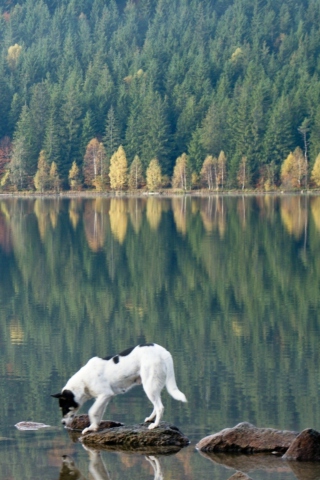 Screenshot №1 pro téma Dog Drinking Water From Lake 320x480