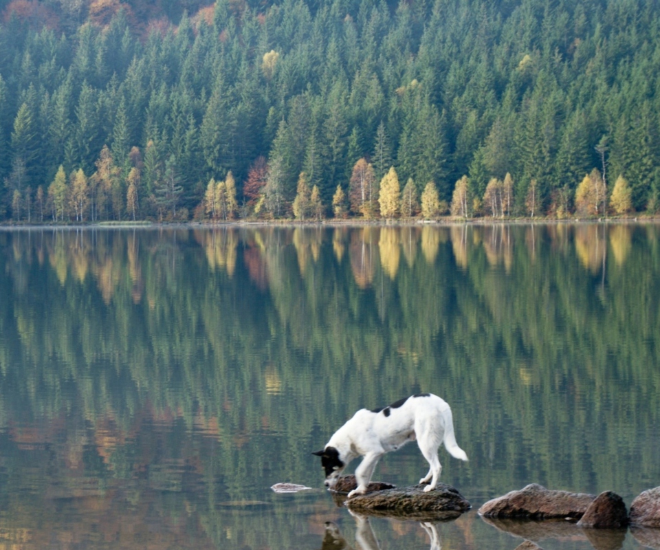 Dog Drinking Water From Lake wallpaper 960x800