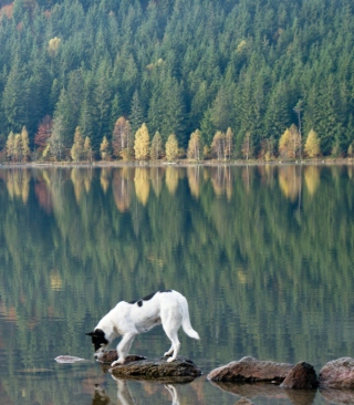 Dog Drinking Water From Lake - Obrázkek zdarma pro 320x480