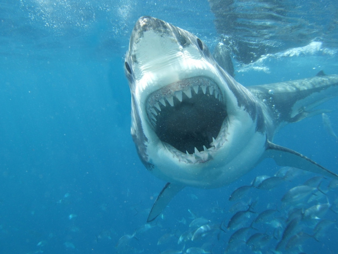 Fondo de pantalla White Shark 1400x1050