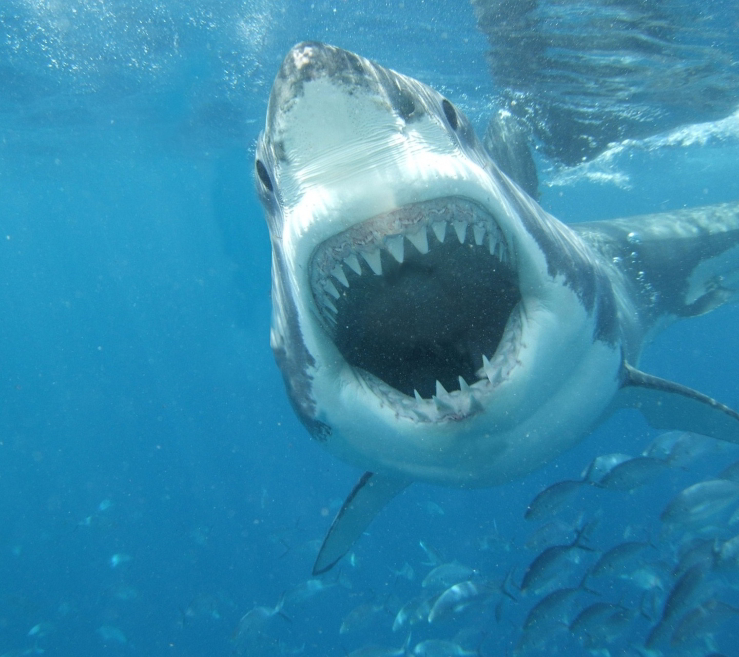 Sfondi White Shark 1440x1280
