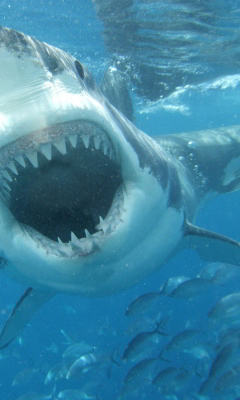 Screenshot №1 pro téma White Shark 240x400