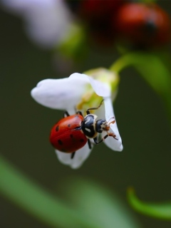 Обои Ladybug On Flower 240x320
