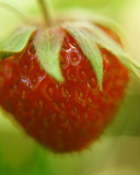 Strawberry Macro screenshot #1 128x160