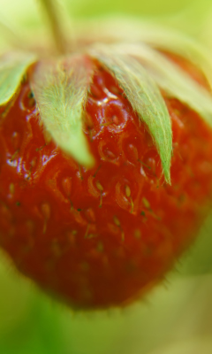 Screenshot №1 pro téma Strawberry Macro 240x400